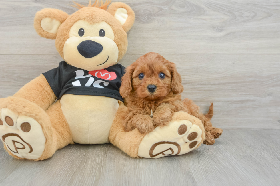 5 week old Cavapoo Puppy For Sale - Fairfield Furbabies