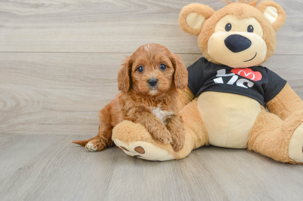 5 week old Cavapoo Puppy For Sale - Fairfield Furbabies
