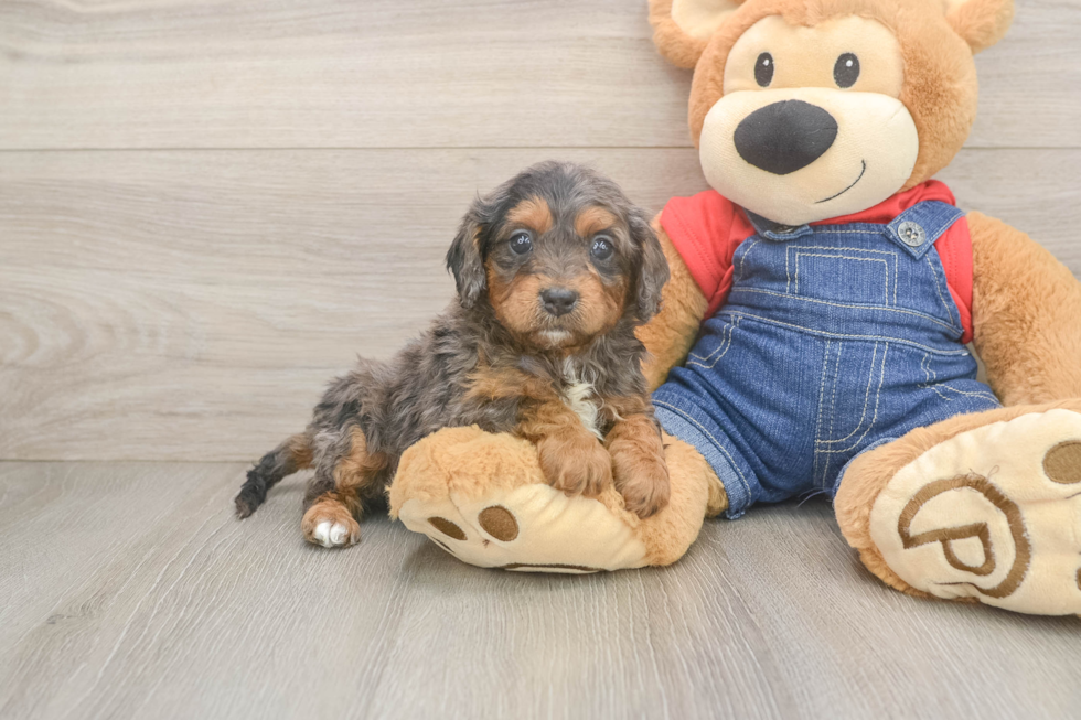 Small Cavapoo Baby