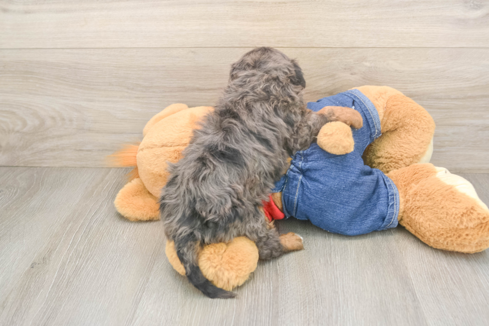 Cavapoo Pup Being Cute