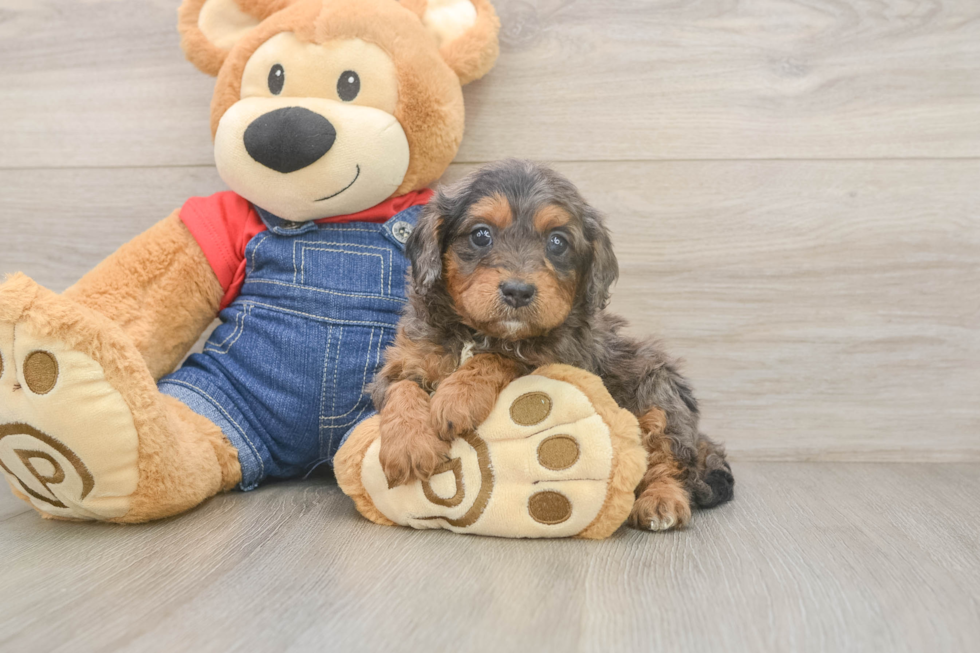 Adorable Cavalier King Charles Spaniel and Poodle Mix Poodle Mix Puppy