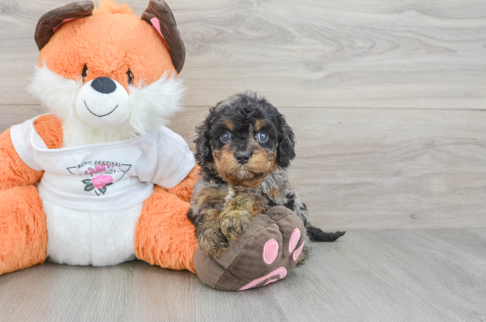 9 week old Cavapoo Puppy For Sale - Fairfield Furbabies