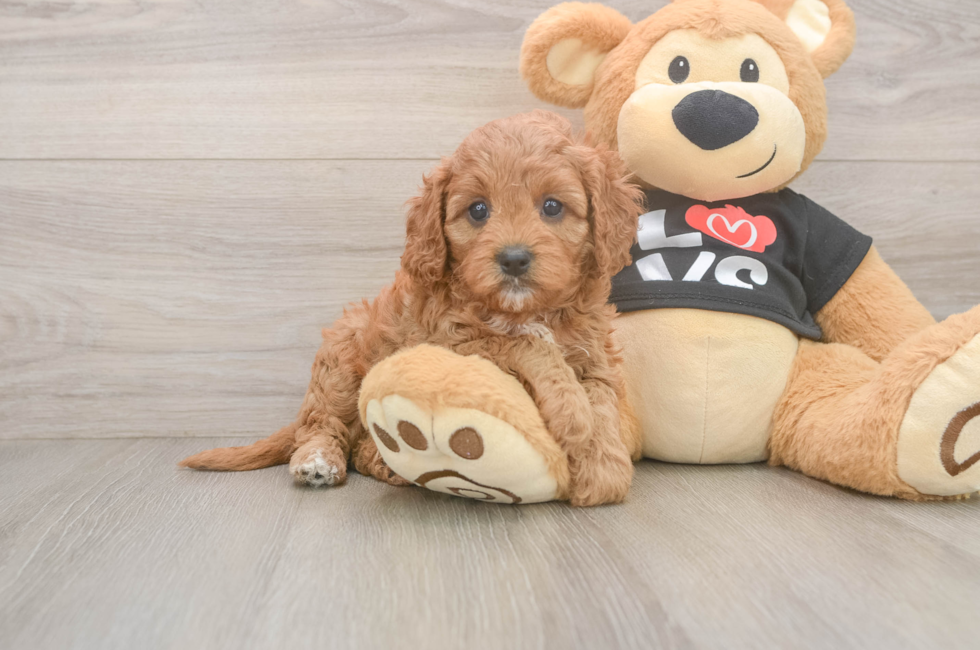 7 week old Cavapoo Puppy For Sale - Fairfield Furbabies