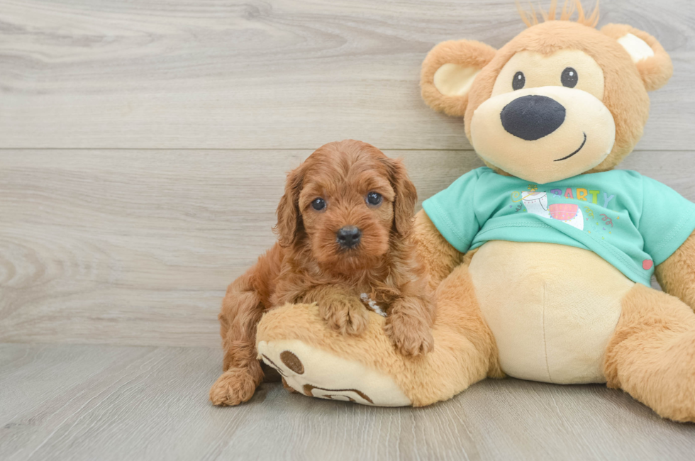 7 week old Cavapoo Puppy For Sale - Fairfield Furbabies
