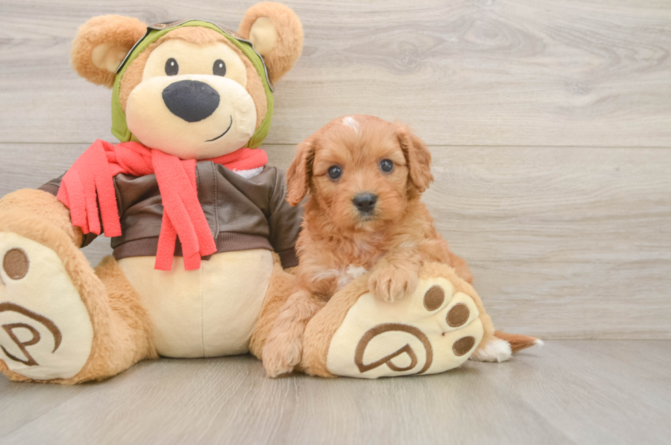 7 week old Cavapoo Puppy For Sale - Fairfield Furbabies