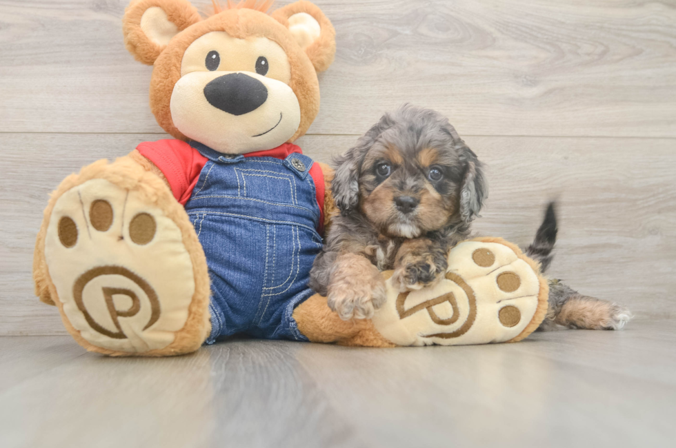 7 week old Cavapoo Puppy For Sale - Fairfield Furbabies