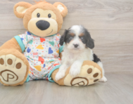8 week old Cavapoo Puppy For Sale - Fairfield Furbabies