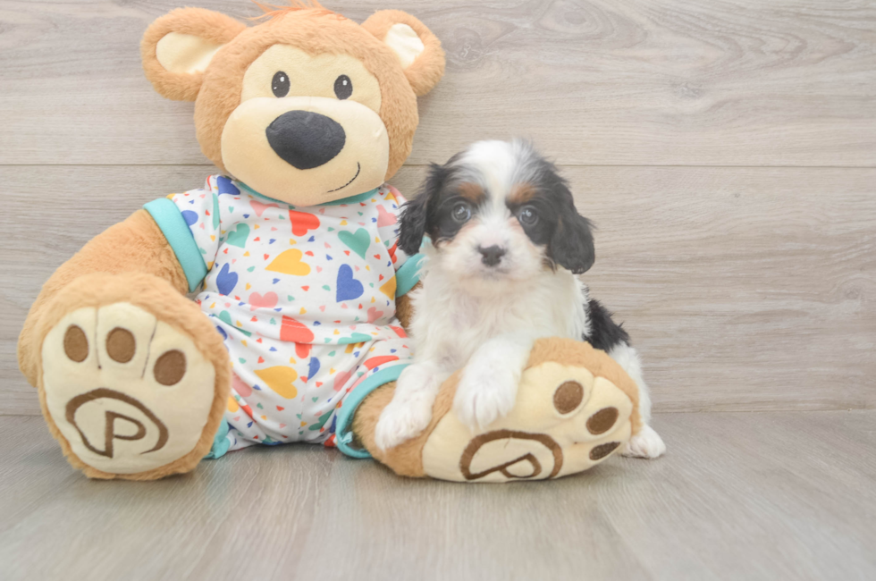 8 week old Cavapoo Puppy For Sale - Fairfield Furbabies