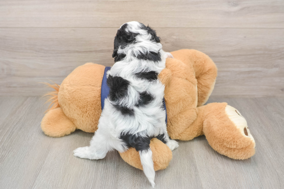 Cavapoo Puppy for Adoption