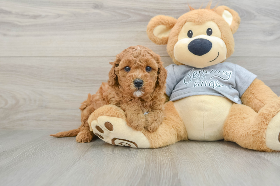 6 week old Cavapoo Puppy For Sale - Fairfield Furbabies