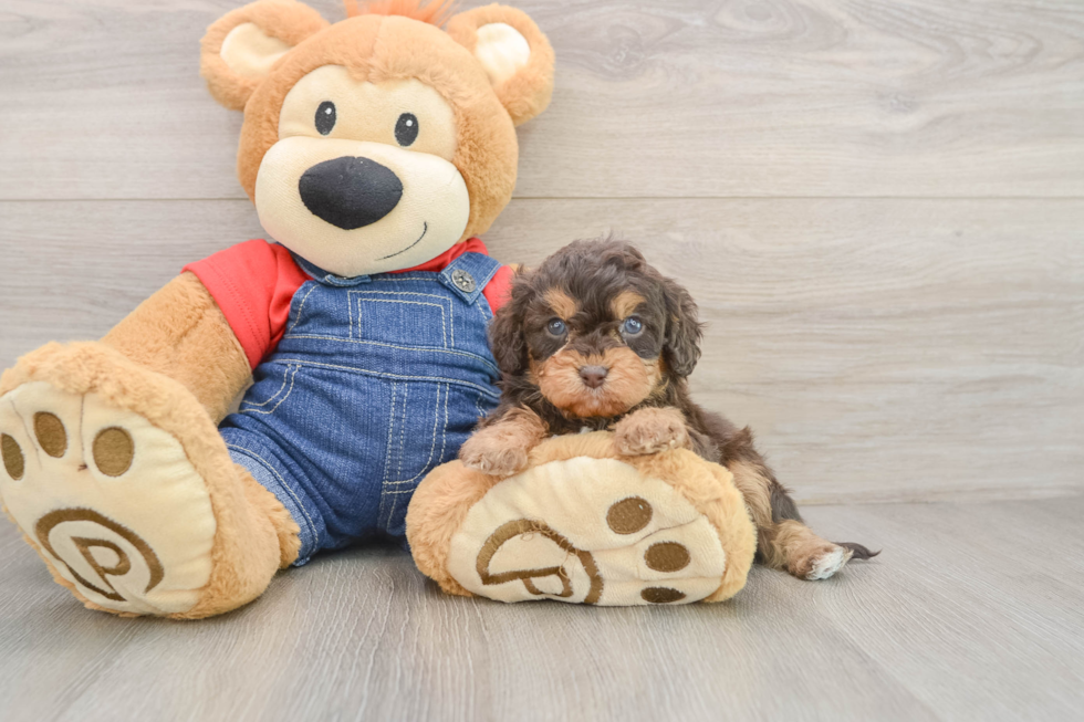 Funny Cavapoo Poodle Mix Pup