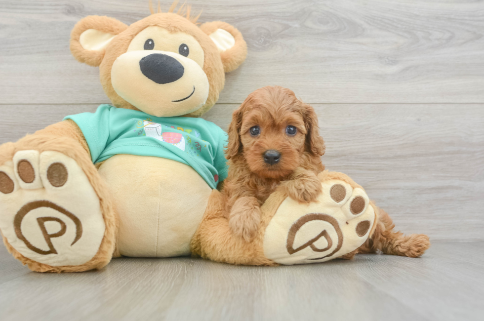 7 week old Cavapoo Puppy For Sale - Fairfield Furbabies