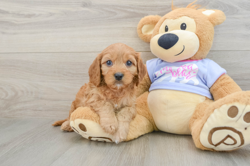 6 week old Cavapoo Puppy For Sale - Fairfield Furbabies
