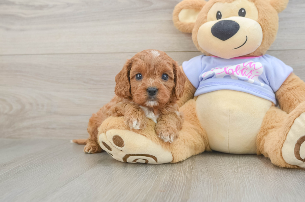 6 week old Cavapoo Puppy For Sale - Fairfield Furbabies