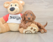 9 week old Cavapoo Puppy For Sale - Fairfield Furbabies