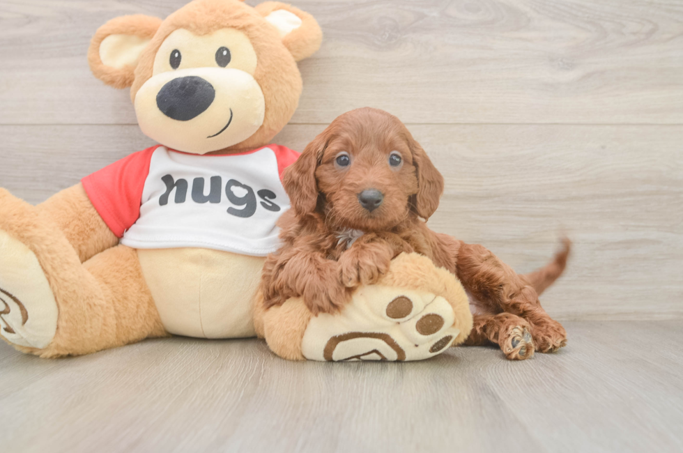 9 week old Cavapoo Puppy For Sale - Fairfield Furbabies