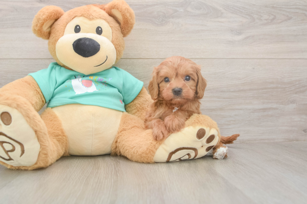 5 week old Cavapoo Puppy For Sale - Fairfield Furbabies