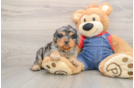 Cavapoo Puppy for Adoption