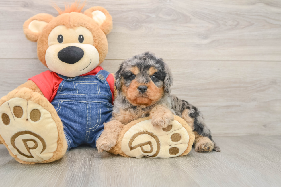 Playful Cavapoodle Poodle Mix Puppy
