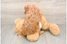 Petite Cavapoo Poodle Mix Pup