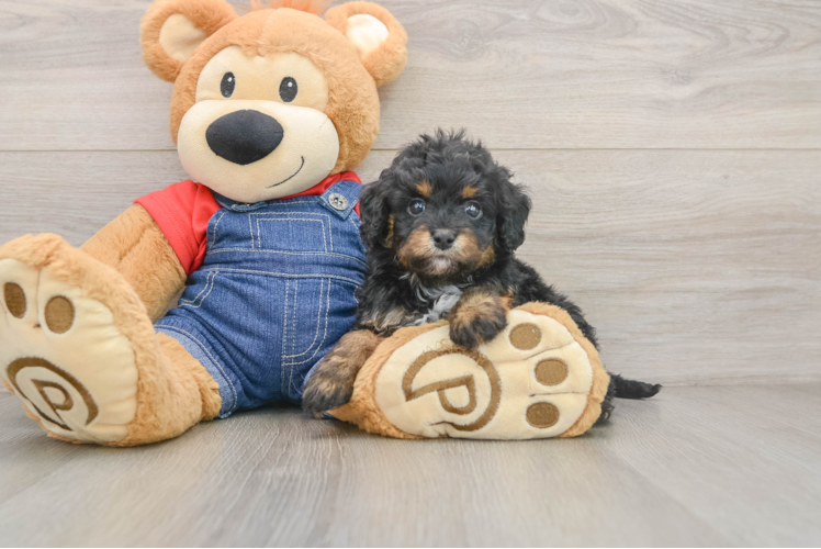 Cavapoo Puppy for Adoption