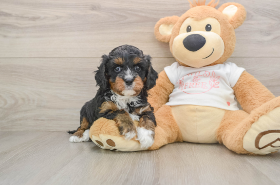 ILLUMINATE, a Cavapoo littermate
