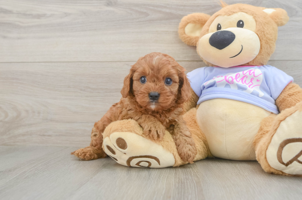 6 week old Cavapoo Puppy For Sale - Fairfield Furbabies