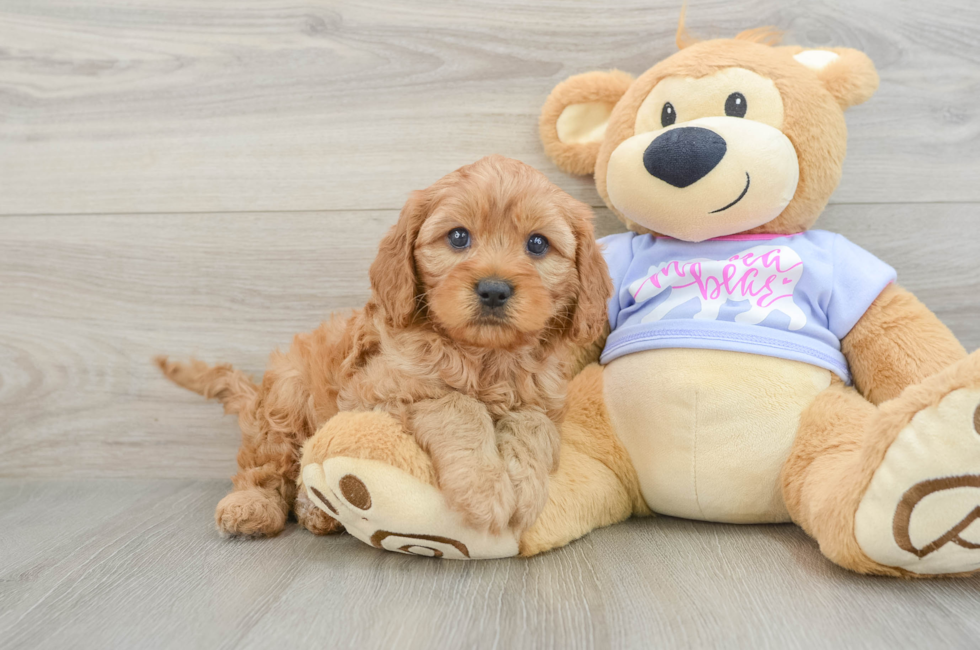 7 week old Cavapoo Puppy For Sale - Fairfield Furbabies