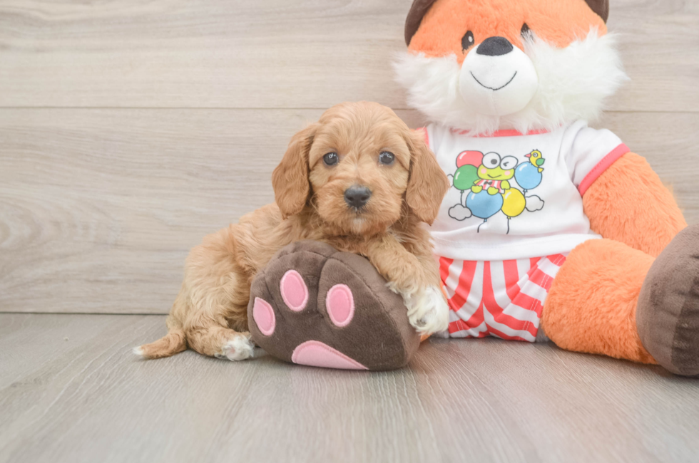 6 week old Cavapoo Puppy For Sale - Fairfield Furbabies