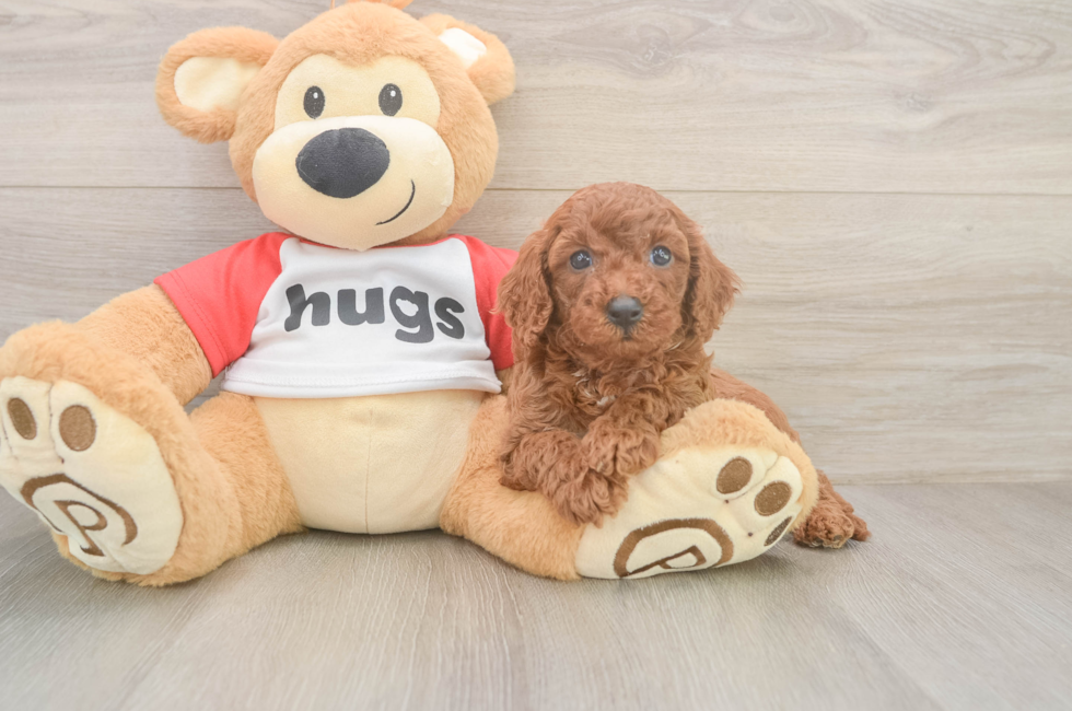 9 week old Cavapoo Puppy For Sale - Fairfield Furbabies