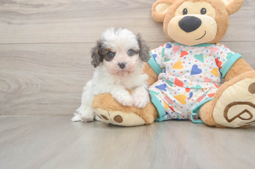6 week old Cavapoo Puppy For Sale - Fairfield Furbabies