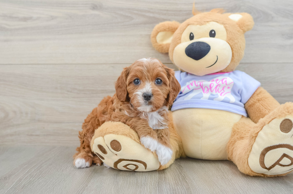 6 week old Cavapoo Puppy For Sale - Fairfield Furbabies