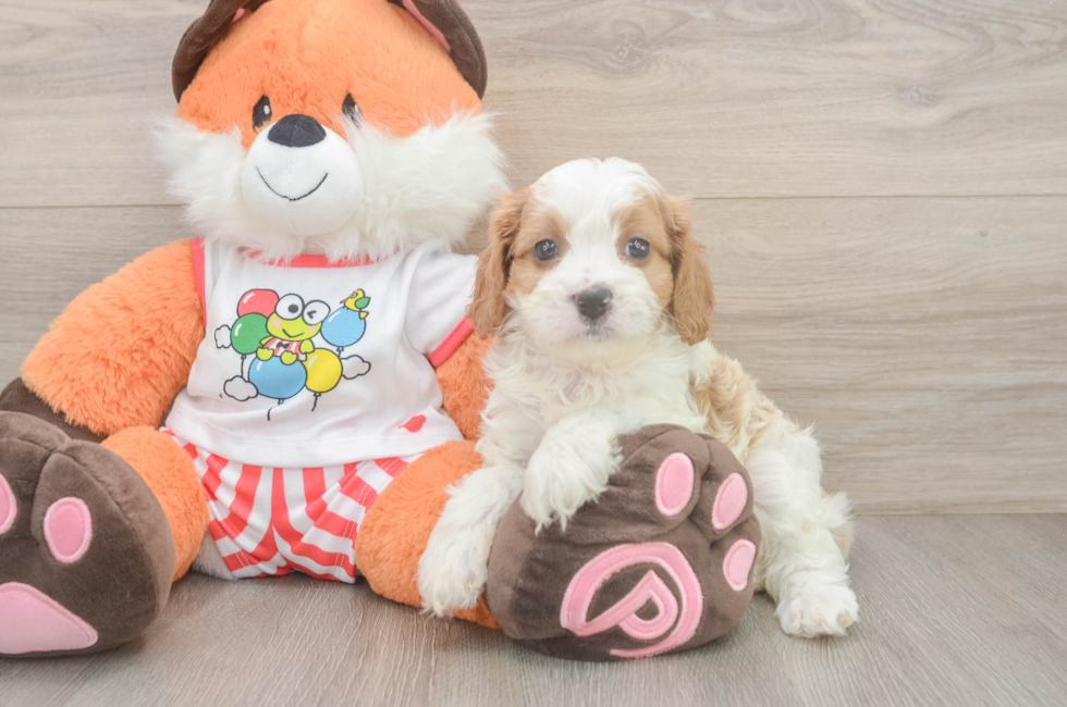 6 week old Cavapoo Puppy For Sale - Fairfield Furbabies