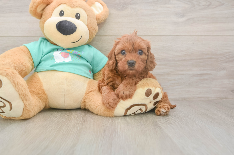 5 week old Cavapoo Puppy For Sale - Fairfield Furbabies