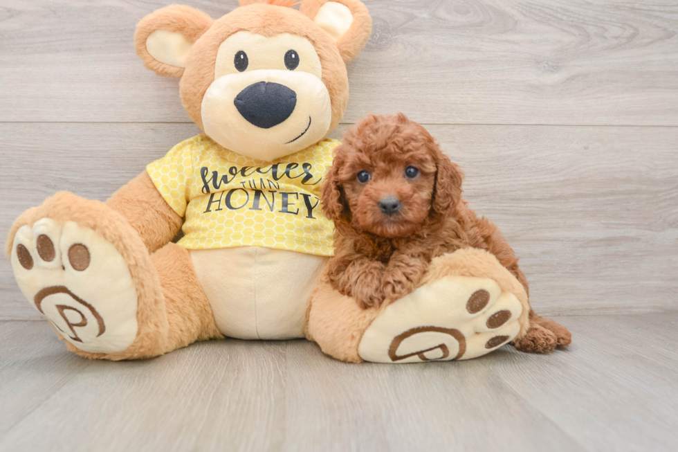 Cavapoo Pup Being Cute