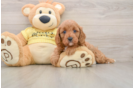 Hypoallergenic Cavadoodle Poodle Mix Puppy