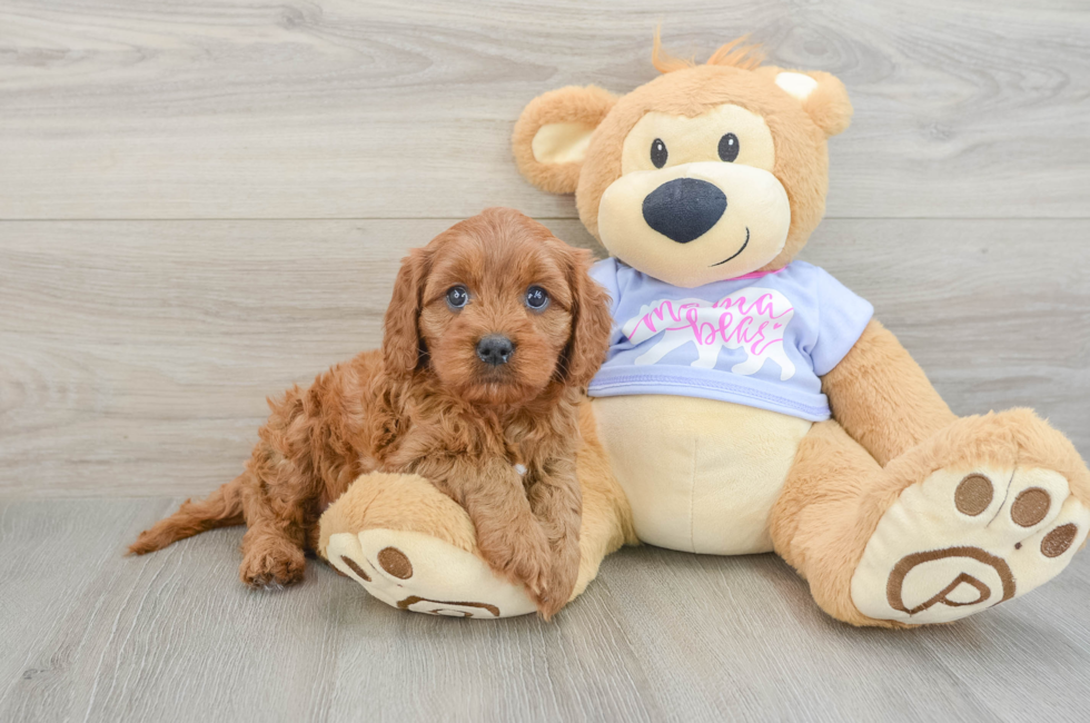 6 week old Cavapoo Puppy For Sale - Fairfield Furbabies