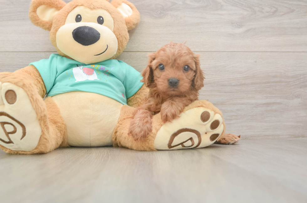 5 week old Cavapoo Puppy For Sale - Fairfield Furbabies