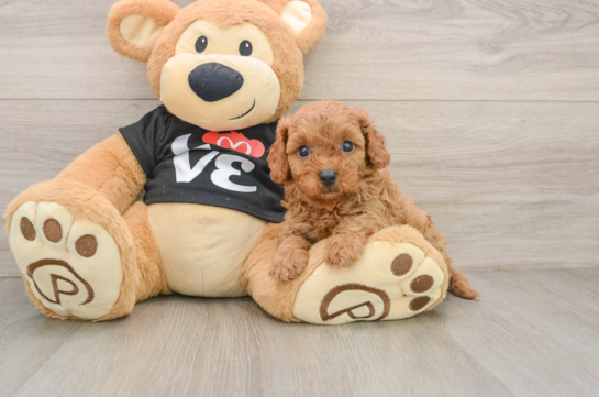 IVY, a Cavapoo littermate
