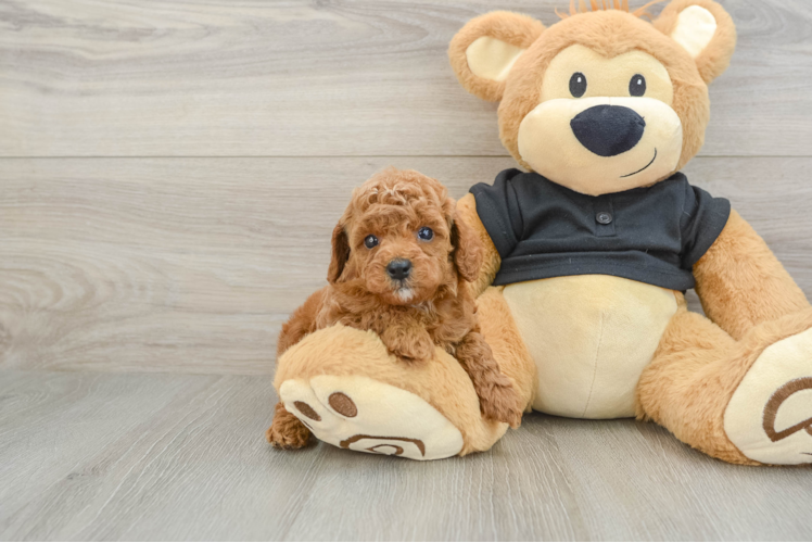 Cavapoo Pup Being Cute