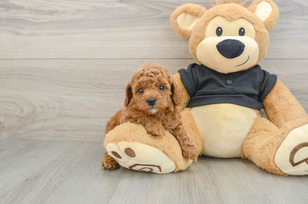 7 week old Cavapoo Puppy For Sale - Fairfield Furbabies