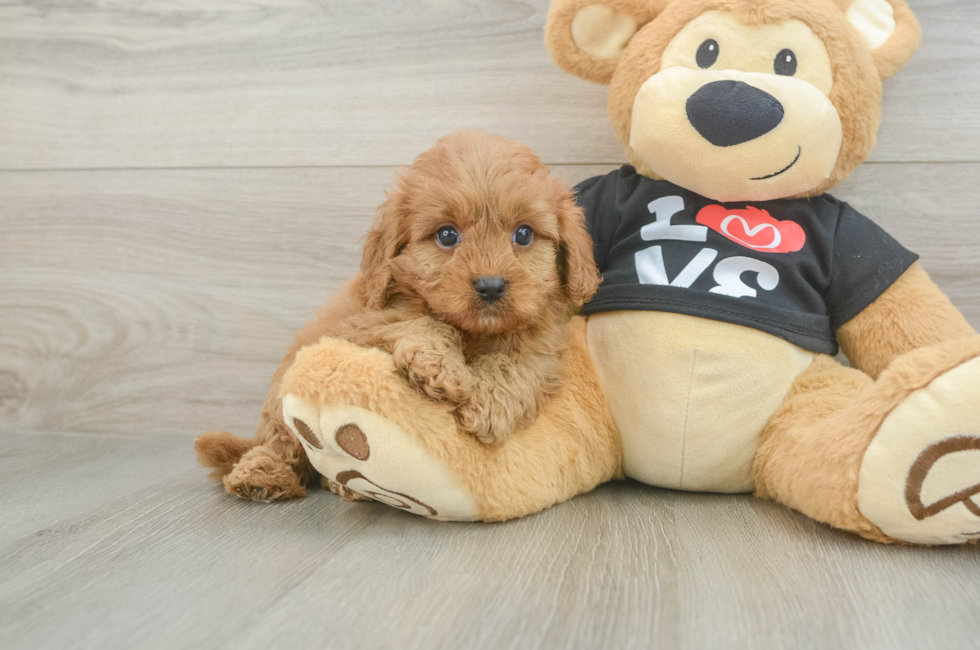 6 week old Cavapoo Puppy For Sale - Fairfield Furbabies