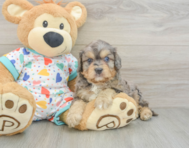 8 week old Cavapoo Puppy For Sale - Fairfield Furbabies