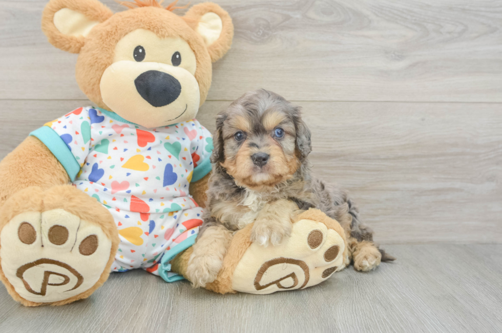 8 week old Cavapoo Puppy For Sale - Fairfield Furbabies