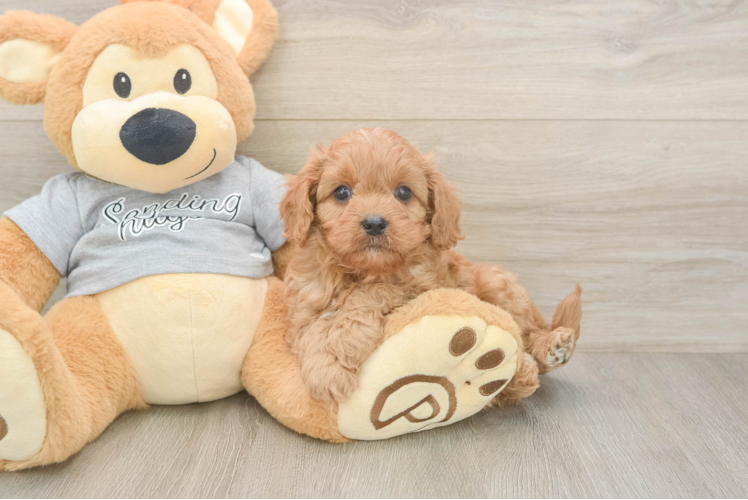 Small Cavapoo Baby