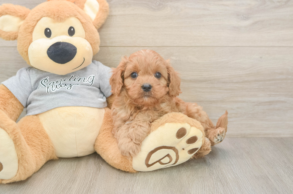 7 week old Cavapoo Puppy For Sale - Fairfield Furbabies