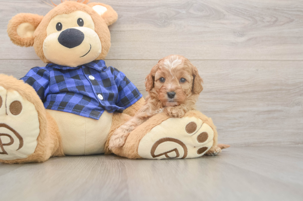 5 week old Cavapoo Puppy For Sale - Fairfield Furbabies