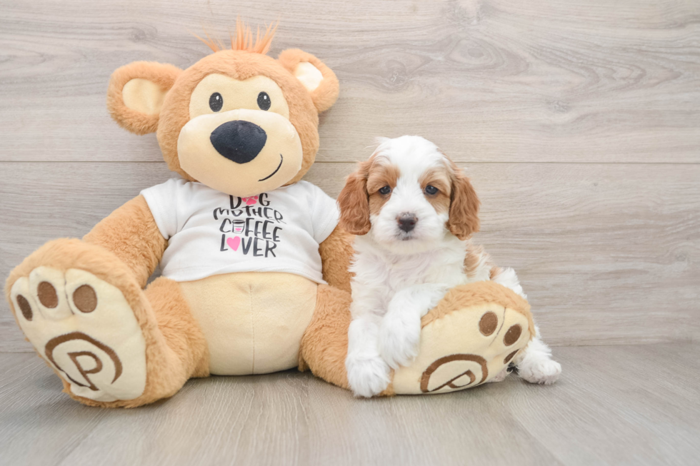Cute Cavapoo Baby