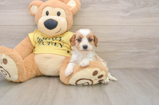 JAMESON, a Cavapoo littermate