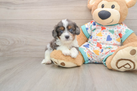 JAMESON, a Cavapoo littermate
